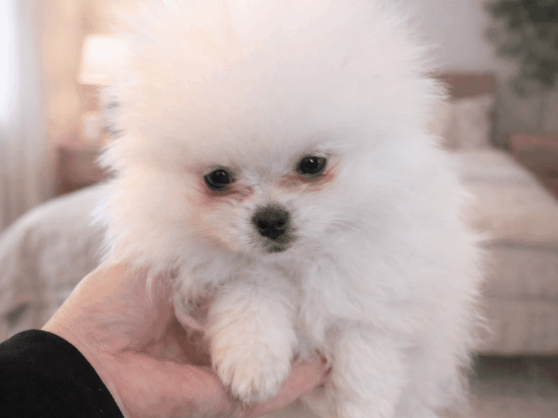 Pui Pomeranian alb de vanzare
