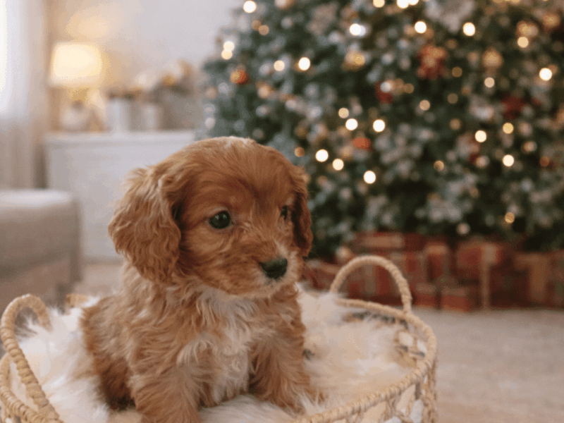 Pui rasa Cavapoo de vanzare