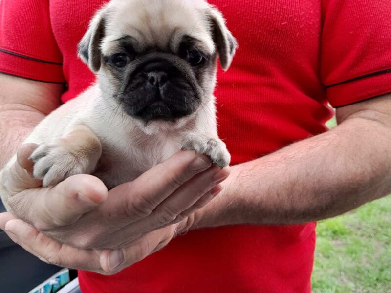 Pug mops bej de vanzare