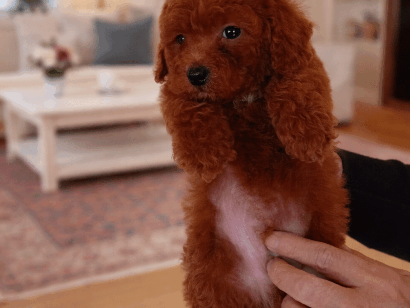 caniche-miniature-red-de-vanzare