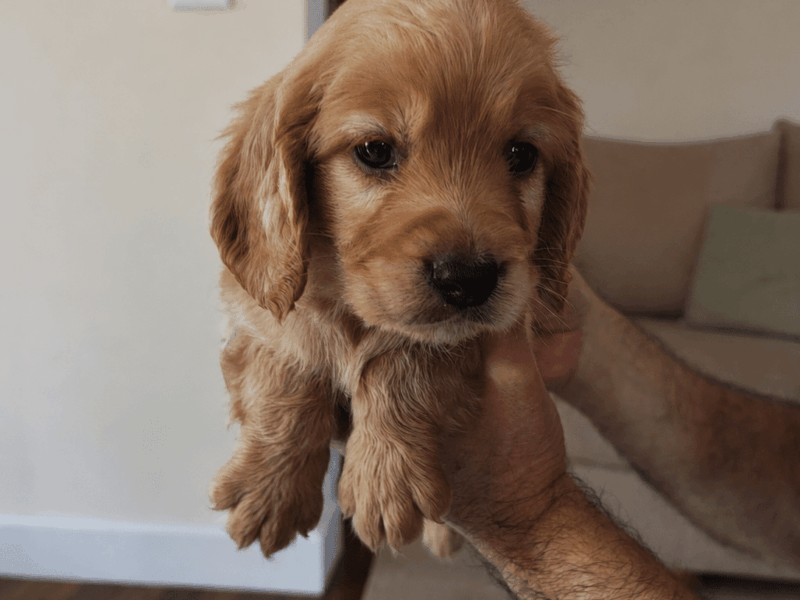 Cocker Spaniel zu verkaufen