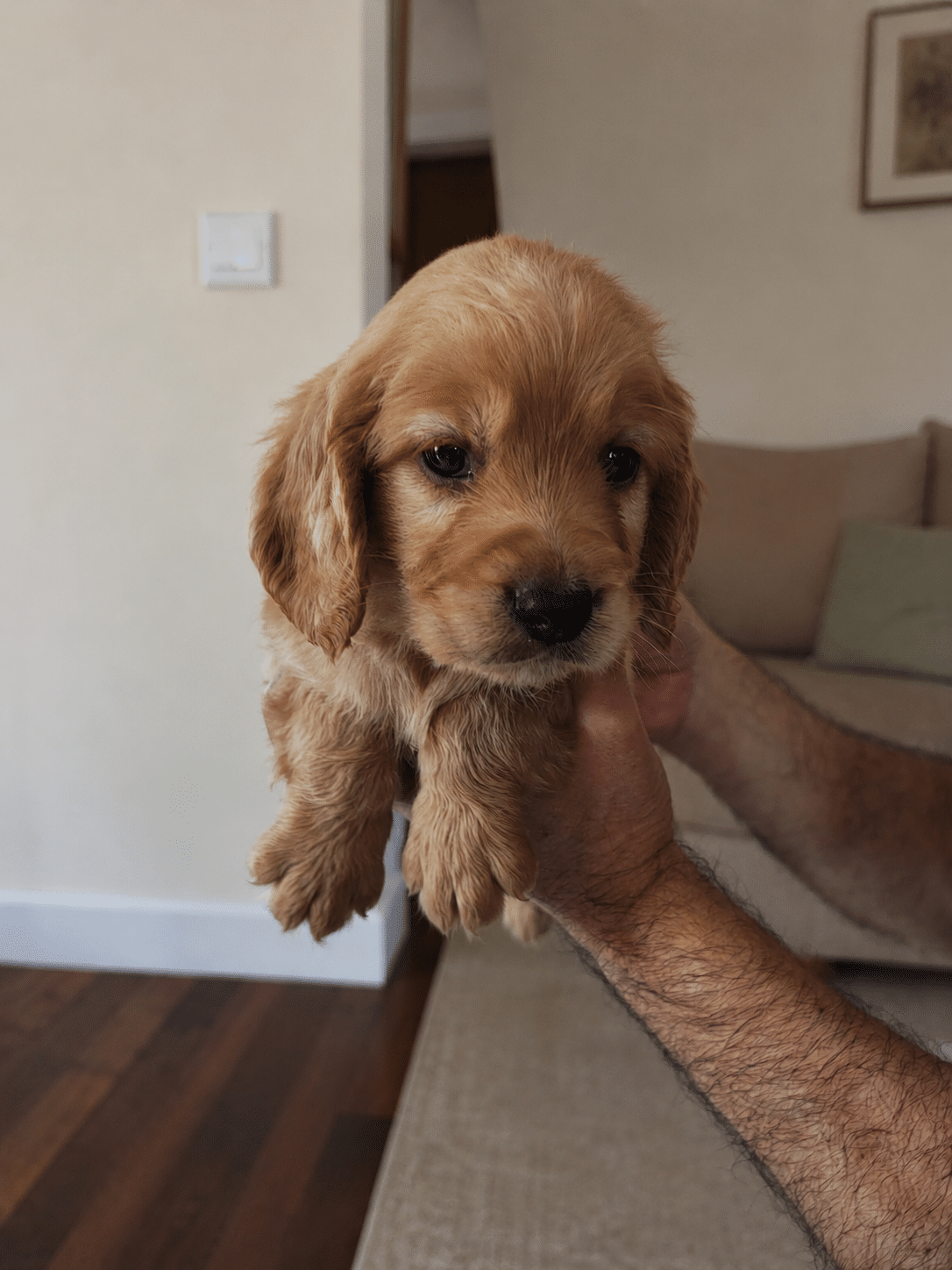 Cocker Spaniel zu verkaufen