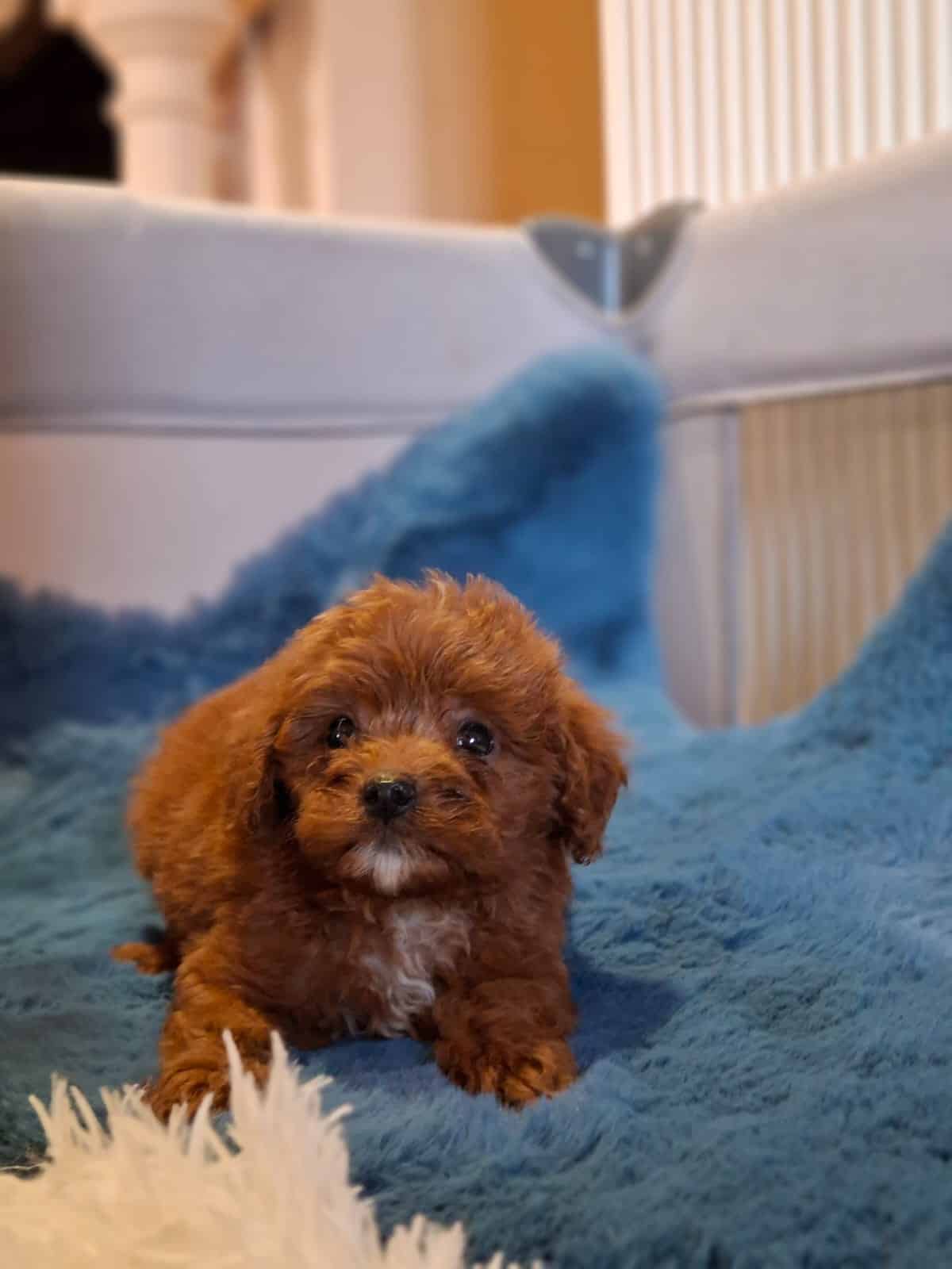 cavapoo-de-vanzare