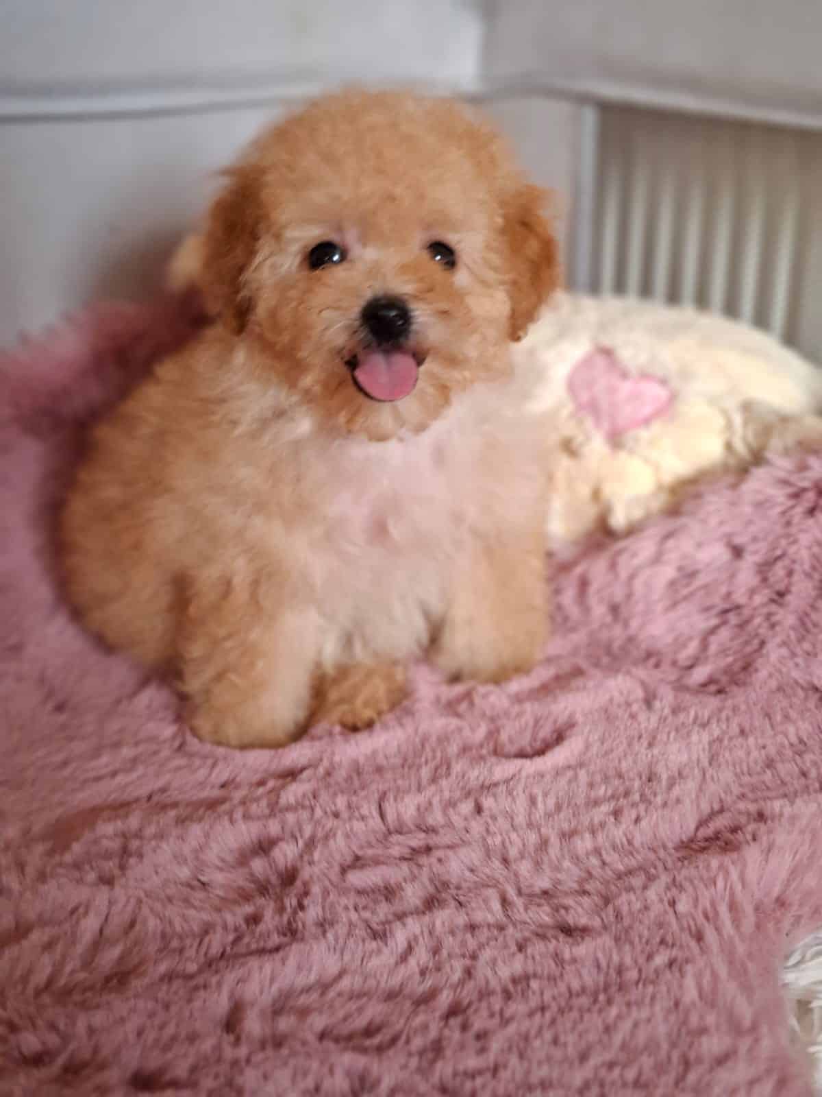 maltipoo-femela-de-vanzare