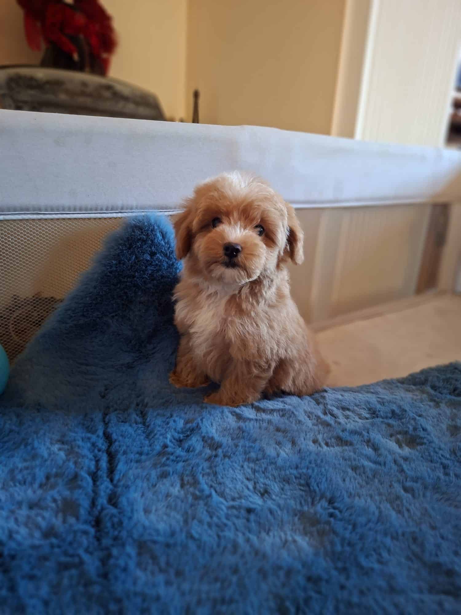 maltipoo-mascul-de-vanzare