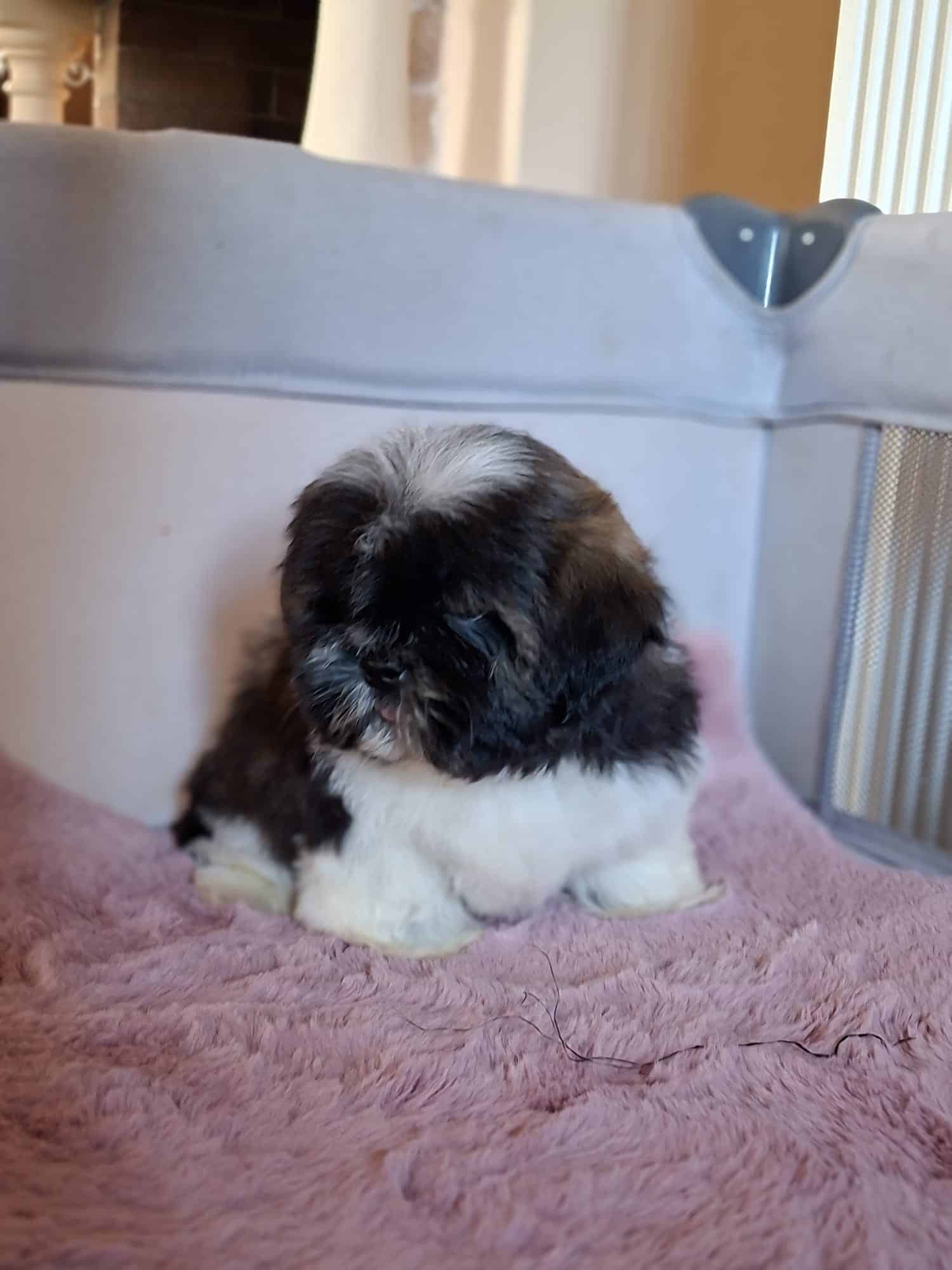 shih-tzu-de-vanzare