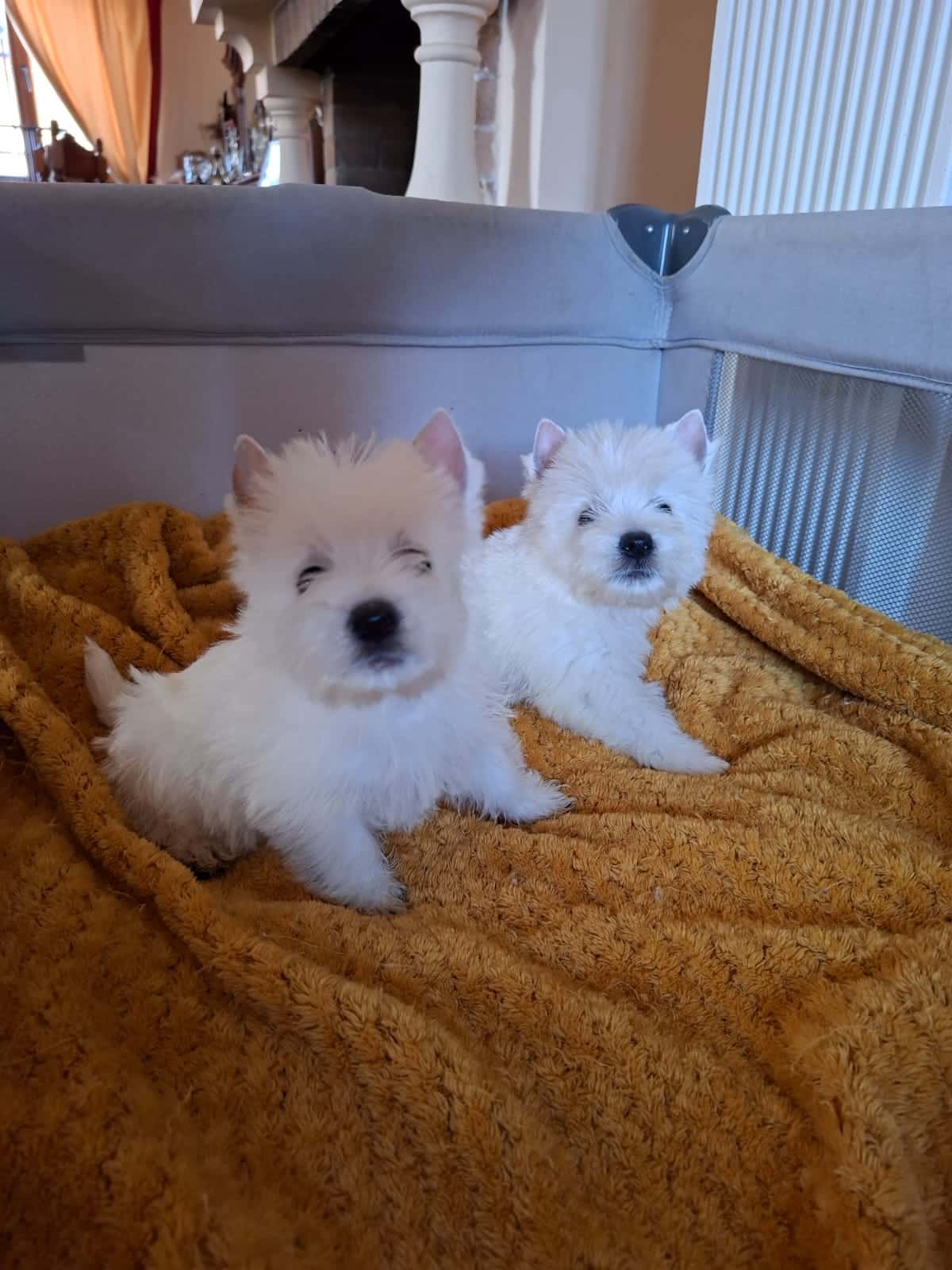 westie-de-vanzare